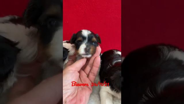 Бивер щенки помет «Я» д.р. 24/11/21💙💙🎀🎀🎀