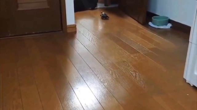 Самая быстрая черепаха 🐢 🤣🤣🤣