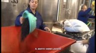 Bresca Dorada "...milioni di bacche di mirto"