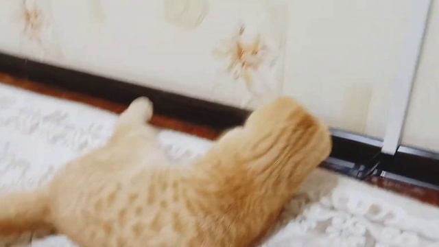 почему его так зовут? 🤔 назвали в честь праздника?