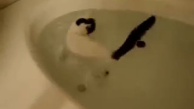 Водоплавающая кошка