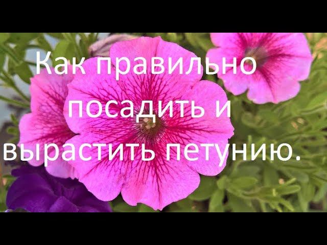 Как правильно посадить и вырастить петунию.