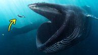 Вы бы выжили, если бы вас проглотил гигантский кит?