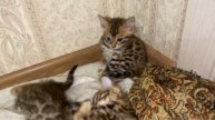 Бенгальские котята месяц играют