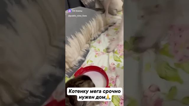 Маленькое чудо на передержке