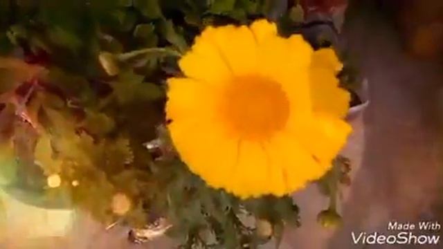 229 - Happy New Year all of you (1/1/17)