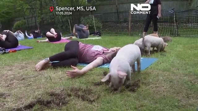 В США набирает популярность свиная йога.