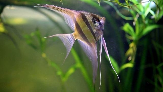 Pterophyllum Altum Growth Record