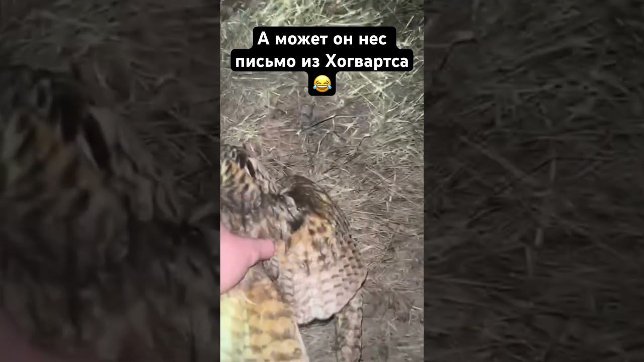 Не донес письмо из Хогвартса