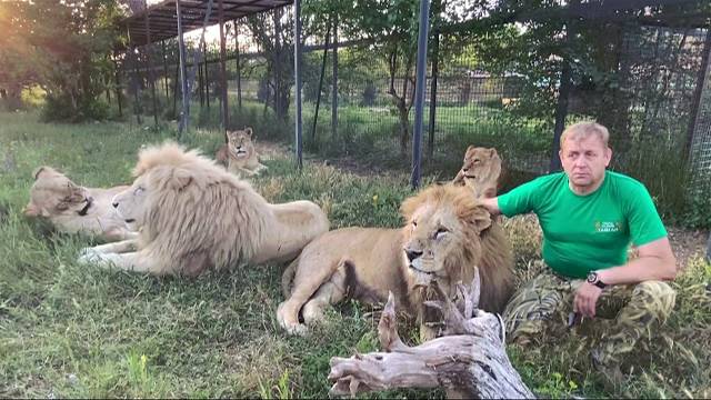 Друзья , СПАСИБО ЗА ПОДДЕРЖКУ ! Russian Lion man !