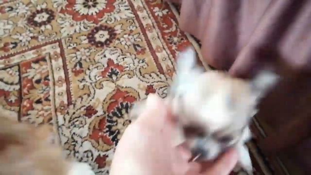 Щенки Чихуахуа. 1.5 месяца. Продаются. Новосибирск