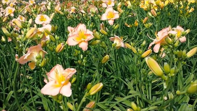 Best Perennials, Hemerocallis Chorus Line (Daylily)