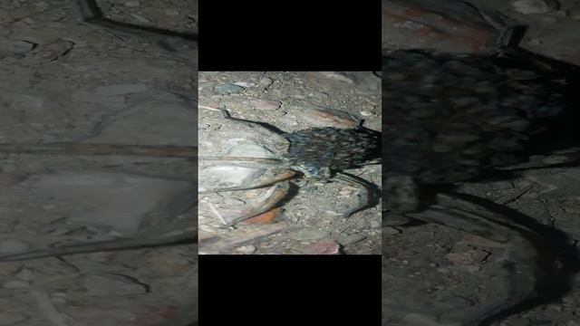 Материнство и их нежные паучата (России) Heroines of Motherhood and their wonderful spiders (Russia)