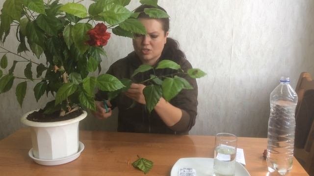 Гибискус не цветет?? Хлороз  Hibiscus does not bloom. Chlorosis