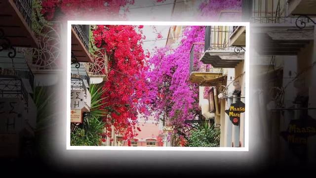 Бугенвиллия  Bougainville