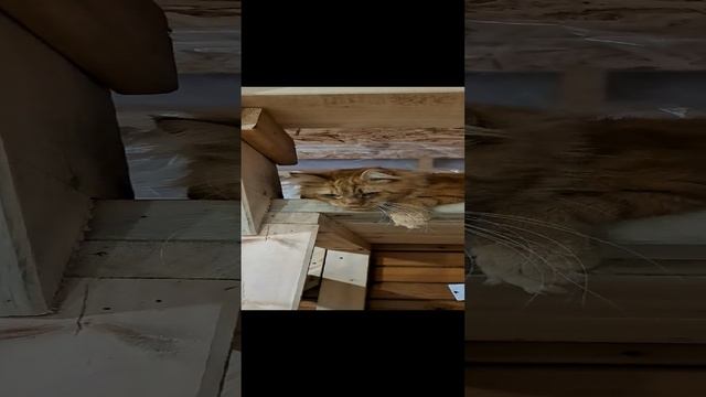 export_3996236708026417544.mp4
