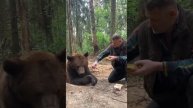 Медведь впервые пробует фастфуд.