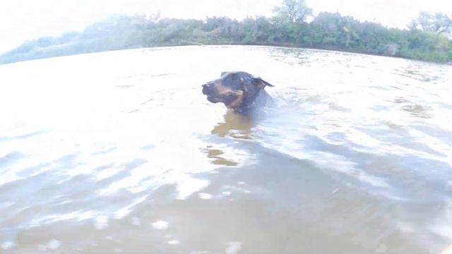 ПОХОД НА ПРИРОДУ РОМЫЧ ОХОТИТЬСЯ НА ВОДУ НАШЕЛ БОЛОТО С ЛИНЯМИ И КАРАСЯМИ  4