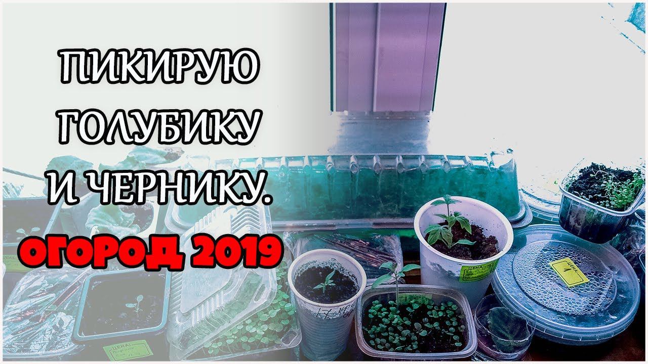Деревенские будни. Занимаюсь рассадой. Хоздвор. Опять семена! Жизнь в деревне