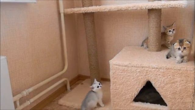 Шотландские котята золото и серебро с изумрудными глазами