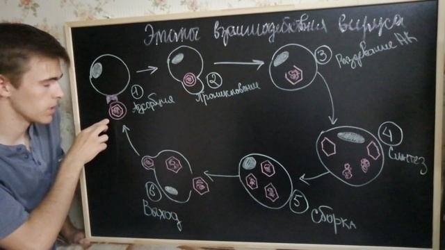 Вирусы: Репродукция Основные Фазы Репродукции Методы Индикации Вирусов В Исследуемом Материале