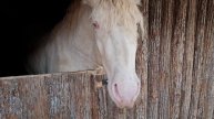 Конь альбинос Пегас