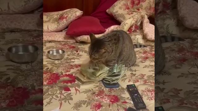 Деньги кота