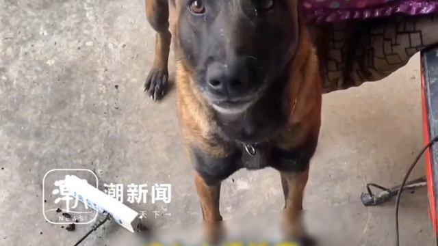 Как обычно на выручку пришёл лохматый друг ?