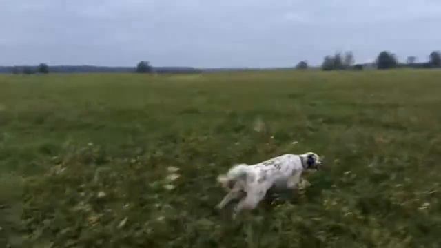 Английский сеттер Руна . Работа по перепелу . 31.08 2017 .