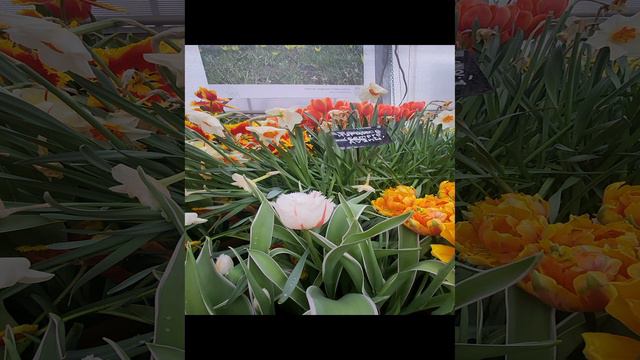 Парад тюльпанов в аптекарском огороде