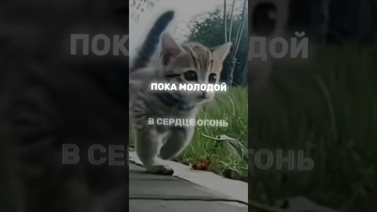 Пока молодой (котятный сниппет) очень красивый