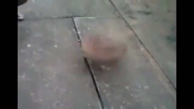 Заводной пёс