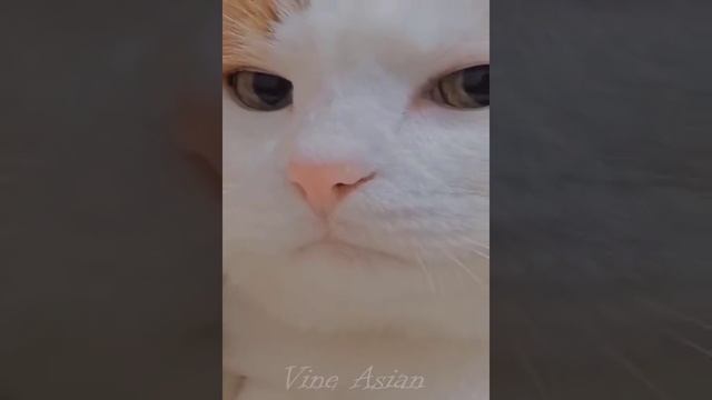 #Funniest #Cats ? and #Dogs ? #Part 44