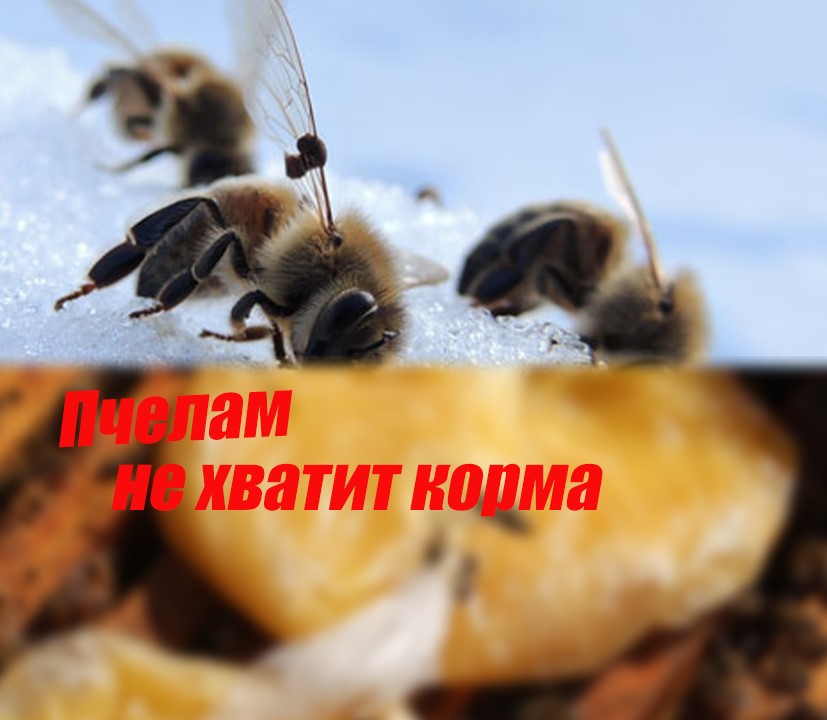 Пчёл в зимовник!! Мало кормов. (1)