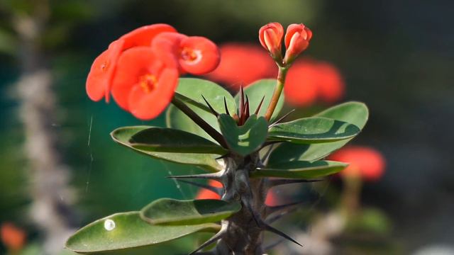 ‘Crown of Thorns’ Euphorbia  milli (Red) - Succulent Plant