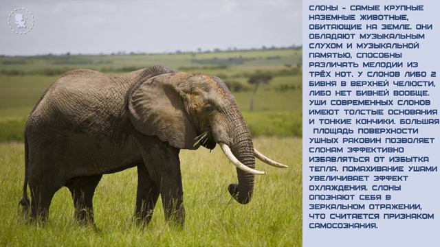 Мир малышам. Слон