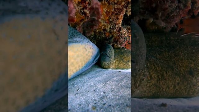 A Trigger Fish and a Moray Eel in Love   ViralHog