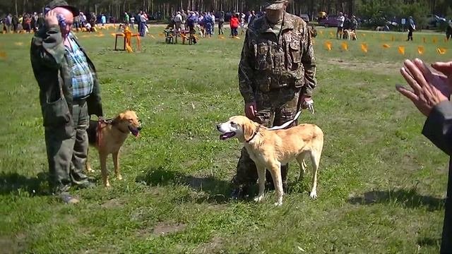 РГ ср  возр гр  и ст возр  гр  выжловки