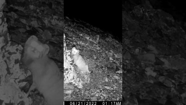 Дикий кот манул попал в фотоловушку на Алтае!