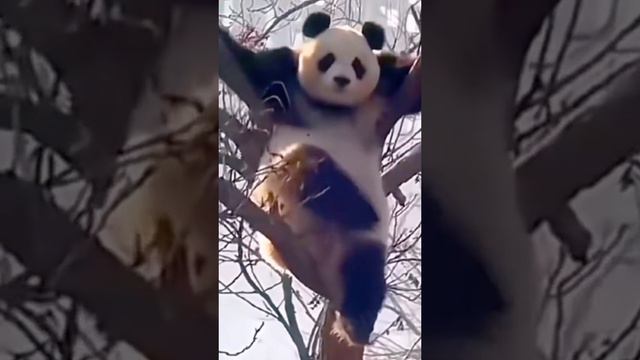 Свободолюбивый панд