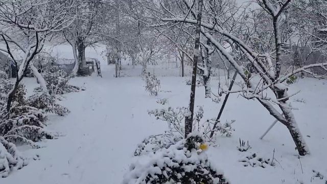 Всё снегом замело...Едем утеплять будку для Жука.