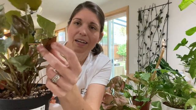 Plants I Love: Syngoniums