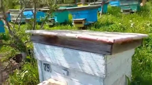 Собираем цветочную пыльцу с одуванчика