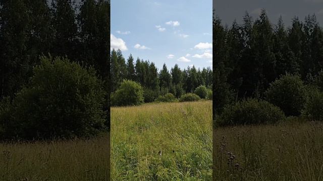 Дуб черешчатый.