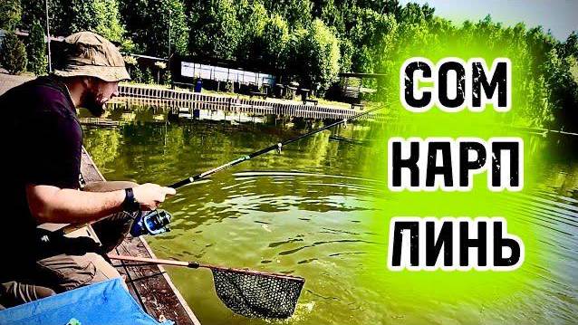 КАРП, СОМ, ЛИНЬ