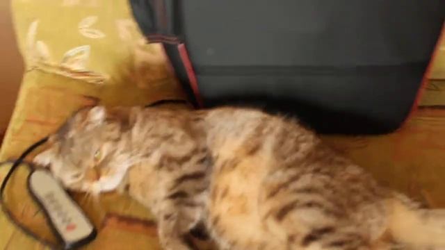кошка спит как ребёнок
