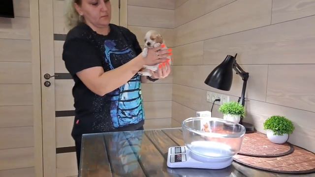 дегельминтизация щенков английский кокер спаниель продажа +79787402755 Крым доставка