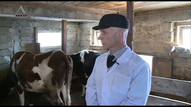 Video Lesson Нормы содержания и лечения крупного рогатого скота в Абхазии
