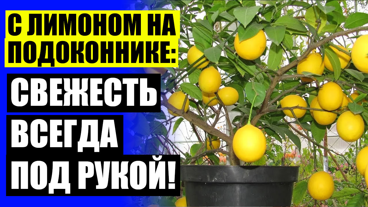 💯 Лимон комнатный купить в пятигорске ❕