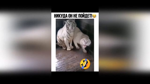 Милые животные 3/Cute animals 3